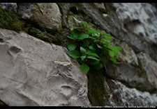 20250422-Swiatowy_Dzien_Ziemi-08