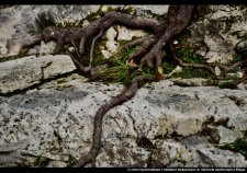 20250422-Swiatowy_Dzien_Ziemi-10